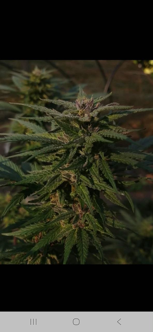 Bubblegum OG — main