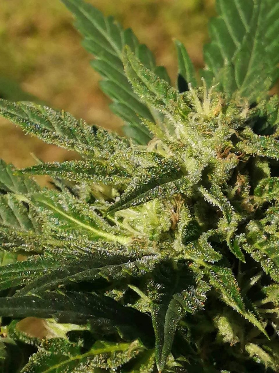 Bubblegum OG — trichome close-up