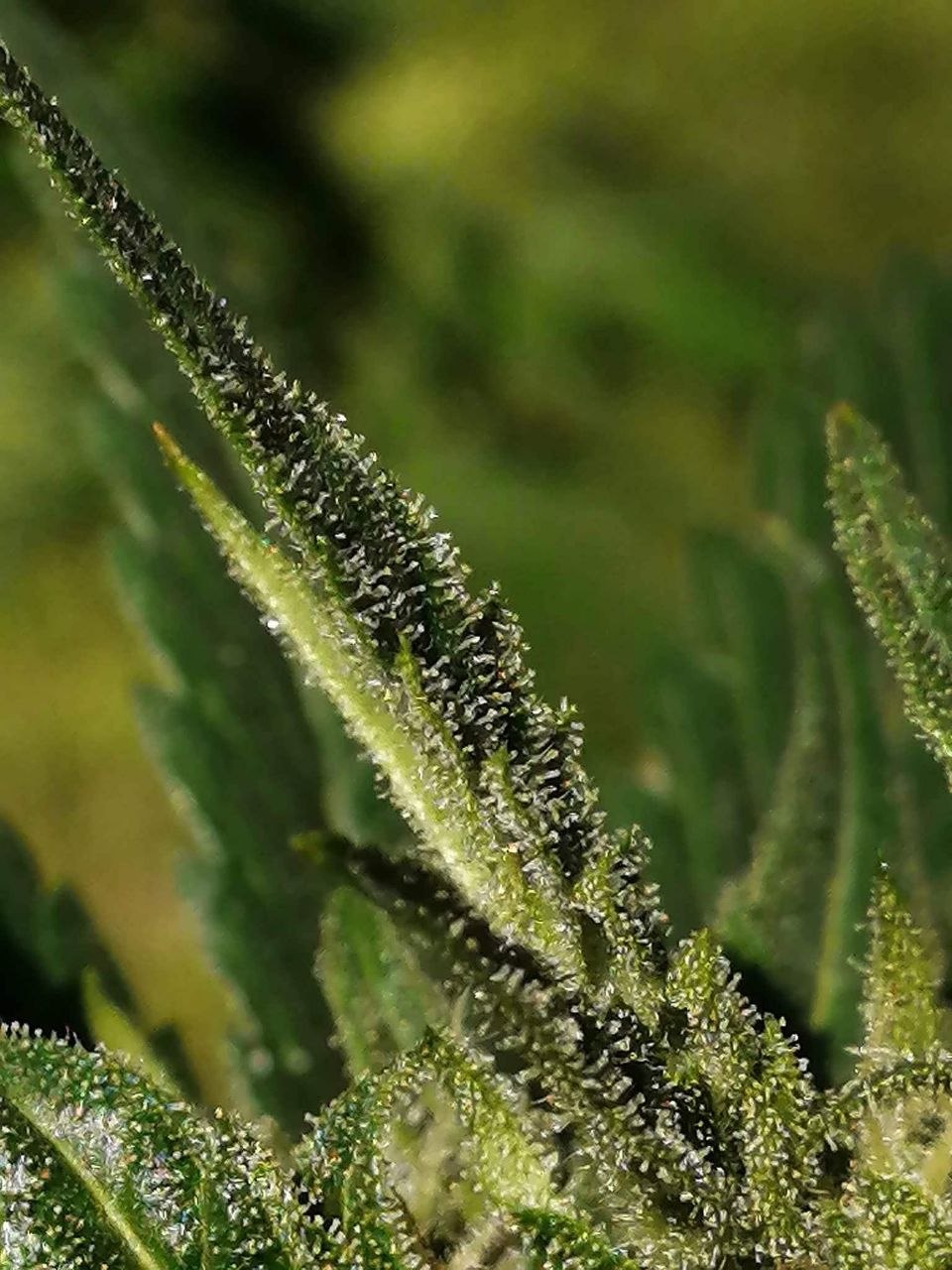 Bubblegum OG — leaf detail