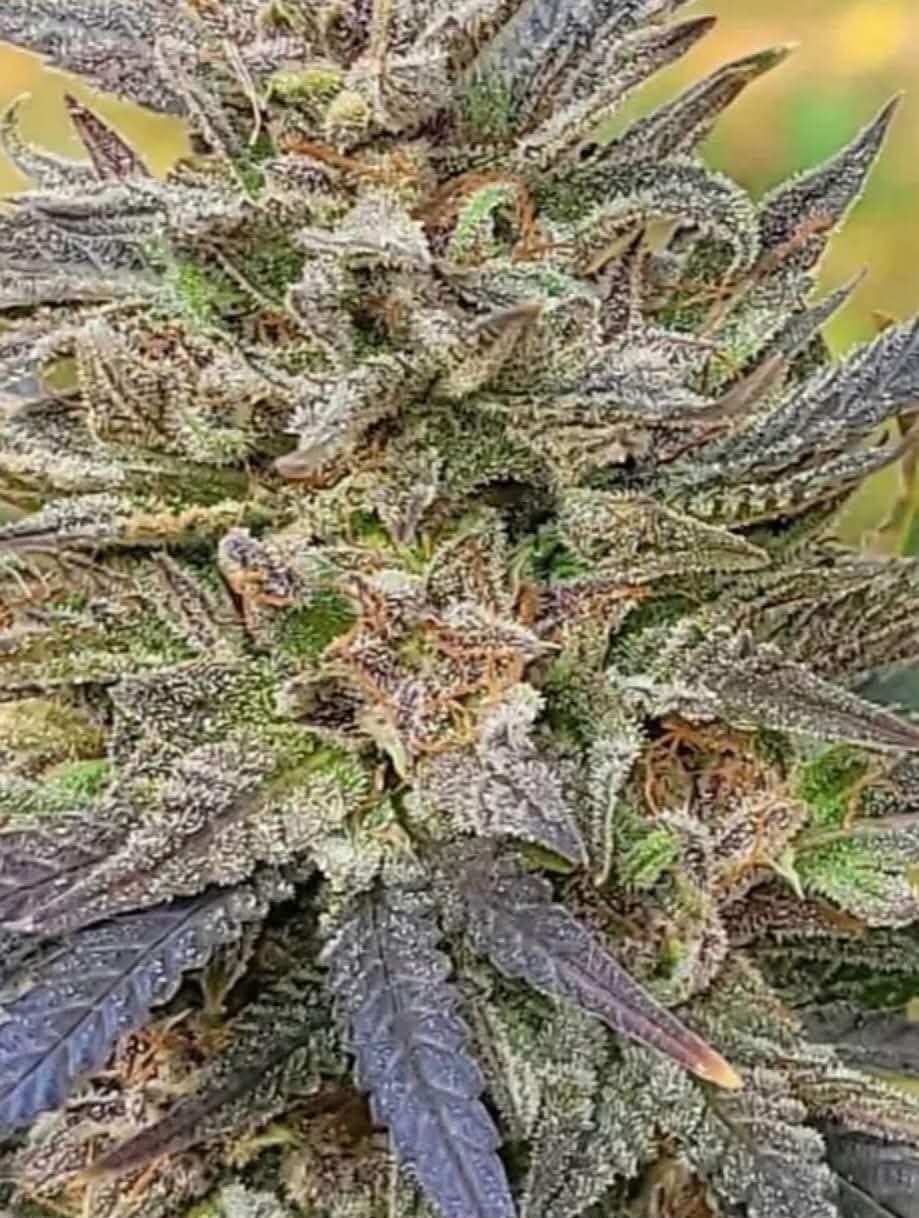 Bubblegum OG — cola close-up