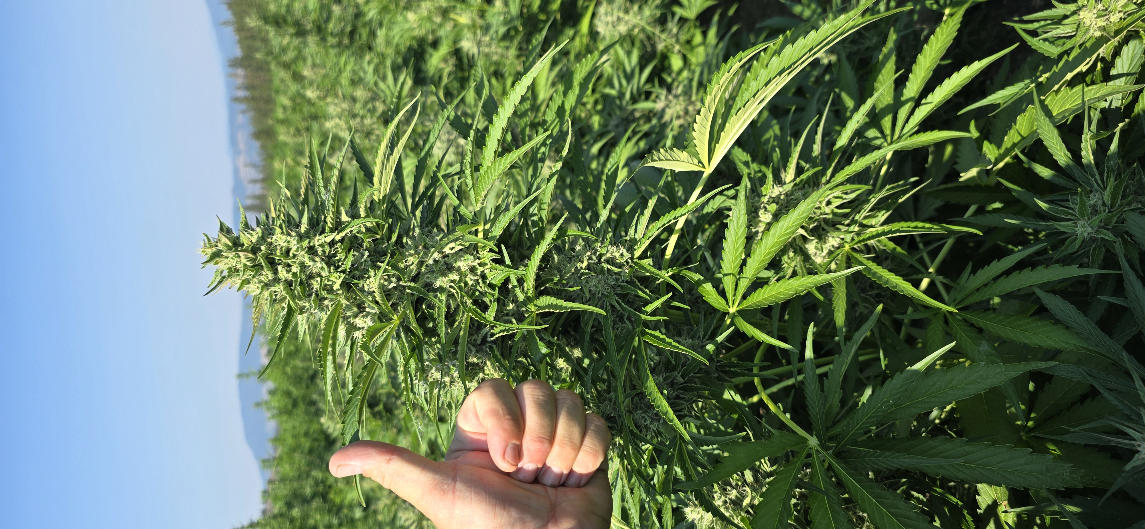 Frosted Fruitcake — field grown, thumbs up